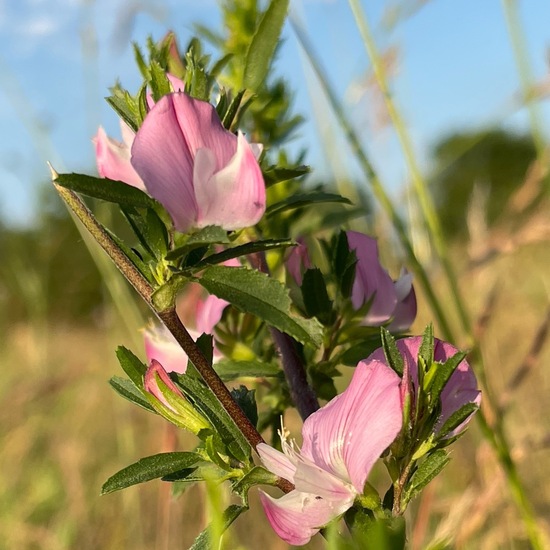 Ononis spinosa: Plant in habitat Natural Meadow in the NatureSpots App