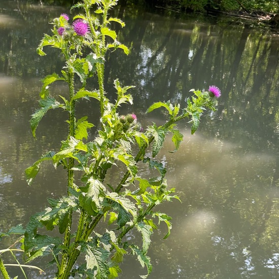 Carduus crispus subsp. crispus: Plant in habitat Park in the NatureSpots App