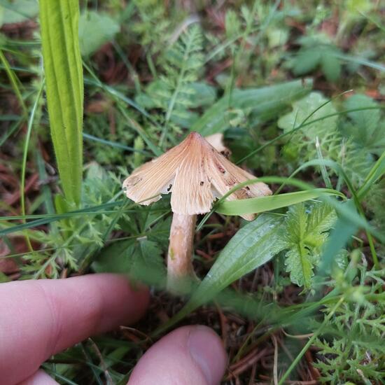 Inocybe rimosa: Mushroom in habitat Agricultural meadow in the NatureSpots App