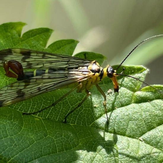 Panorpa communis raehlei: Animal in habitat Park in the NatureSpots App