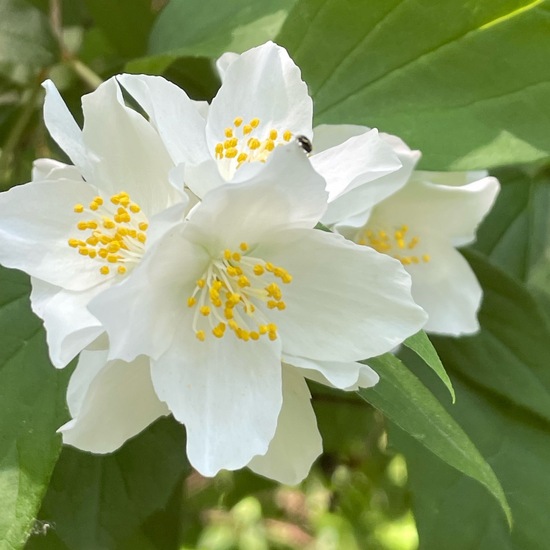 Philadelphus coronarius: Plant in habitat Park in the NatureSpots App