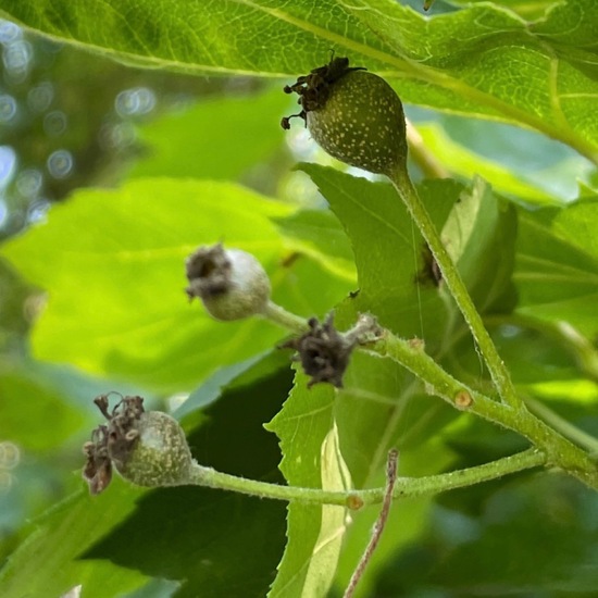 Sorbus torminalis: Plant in habitat Park in the NatureSpots App