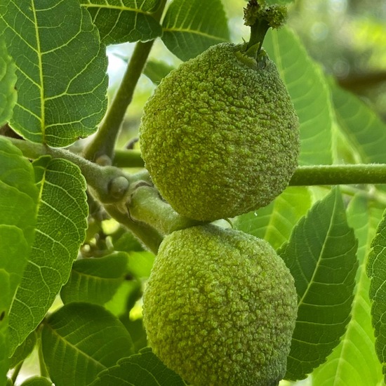 Juglans nigra: Plant in habitat Park in the NatureSpots App