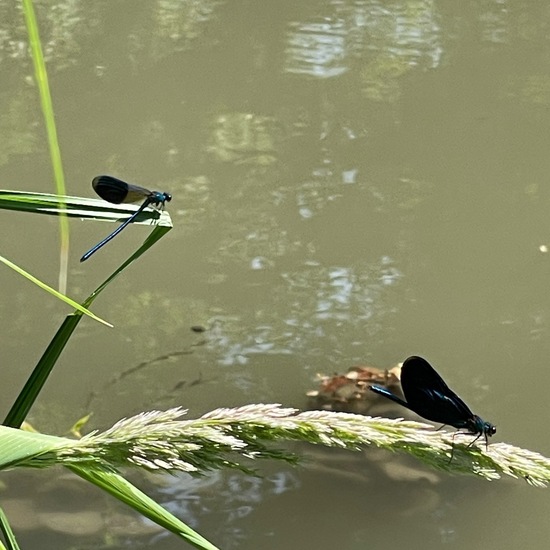 Banded Demoiselle: Animal in habitat Park in the NatureSpots App