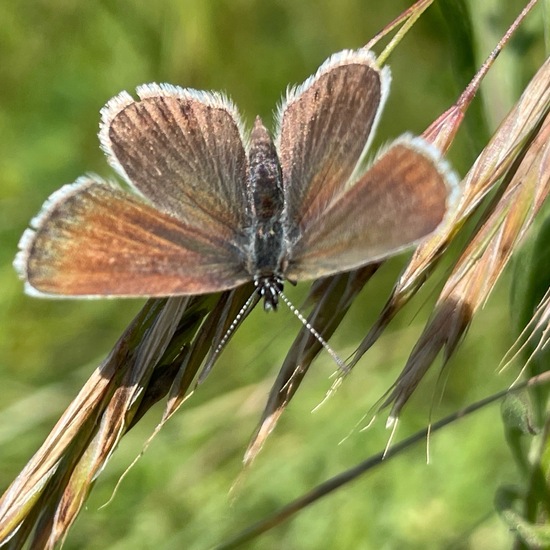 Plebejus argus: Animal in habitat Grassland in the NatureSpots App