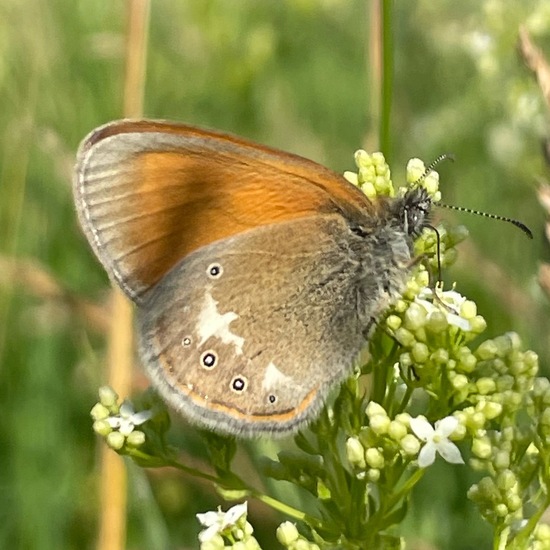 Coenonympha glycerion: Animal in habitat Natural Meadow in the NatureSpots App