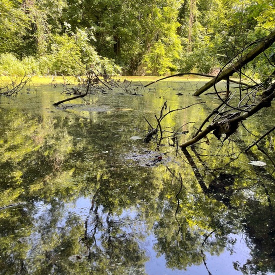 Landscape: Freshwater in habitat Pond in the NatureSpots App