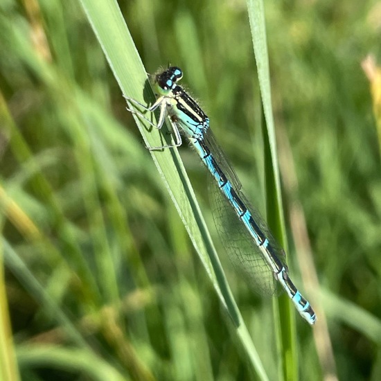 Dainty Damselfly: Animal in habitat Natural Meadow in the NatureSpots App