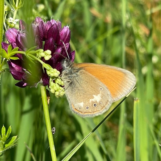 Coenonympha glycerion: Animal in habitat Natural Meadow in the NatureSpots App