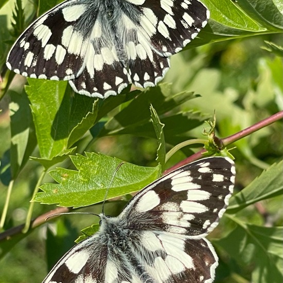 Melanargia galathea: Animal in habitat Natural Meadow in the NatureSpots App