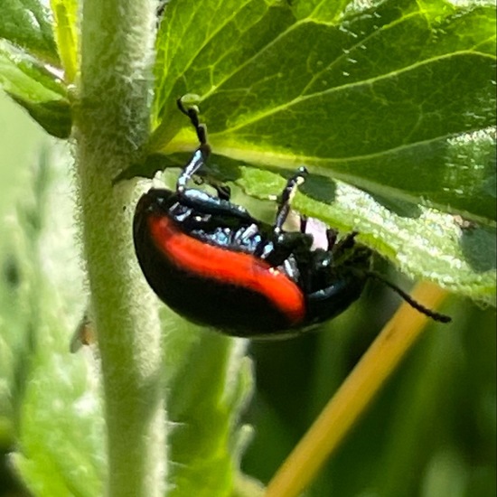 Chrysolina sanguinolenta: Animal in habitat Natural Meadow in the NatureSpots App