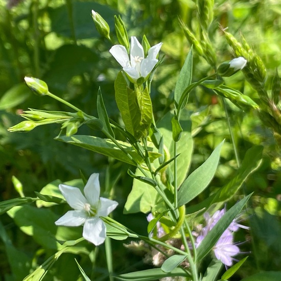 Linum usitatissimum: Plant in habitat Vineyard in the NatureSpots App