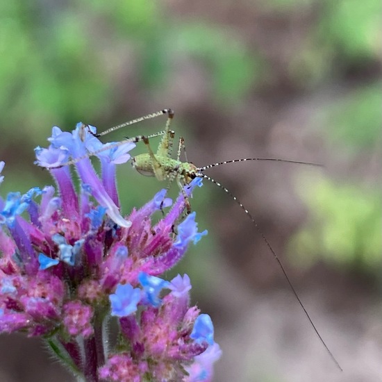 Ensifera: Animal in habitat Garden in the NatureSpots App