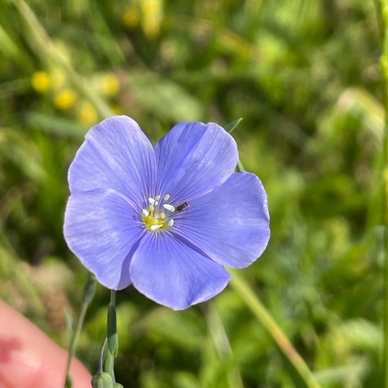 Linum perenne: Plant in habitat Natural Meadow in the NatureSpots App