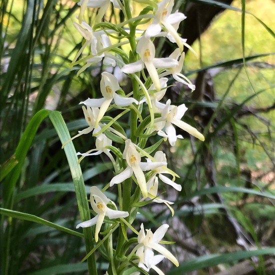 Platanthera bifolia: Plant in habitat Temperate forest in the NatureSpots App