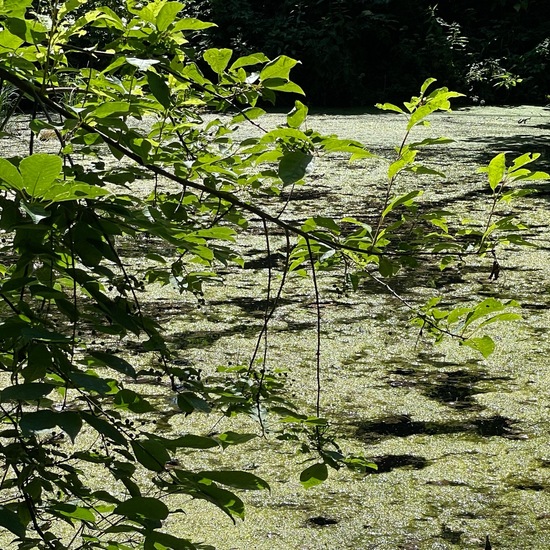 Landscape: Freshwater in habitat Pond in the NatureSpots App