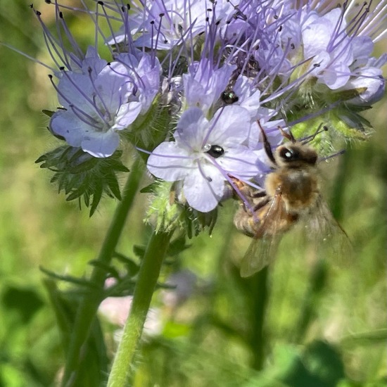 Phacelia tanacetifolia: Plant in habitat Vineyard in the NatureSpots App