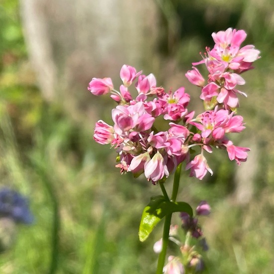 Fagopyrum esculentum: Plant in habitat Vineyard in the NatureSpots App