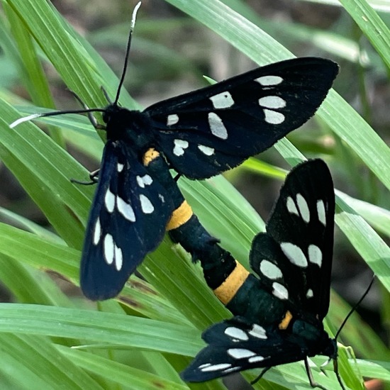 Nine-spotted moth: Animal in habitat Forest in the NatureSpots App