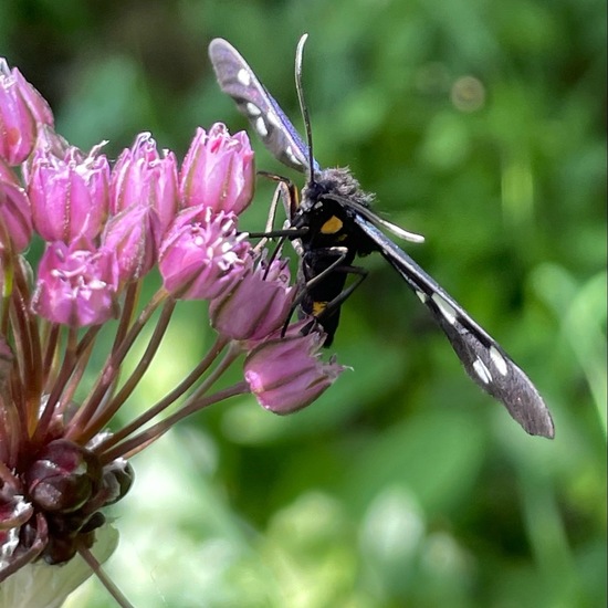 Nine-spotted moth: Animal in habitat Forest in the NatureSpots App