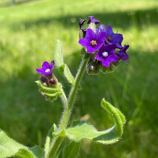 Common bugloss: Plant in habitat Agricultural habitat in the NatureSpots App