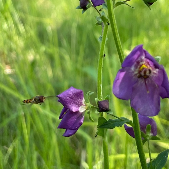 Purple mullein: Plant in habitat Agricultural habitat in the NatureSpots App