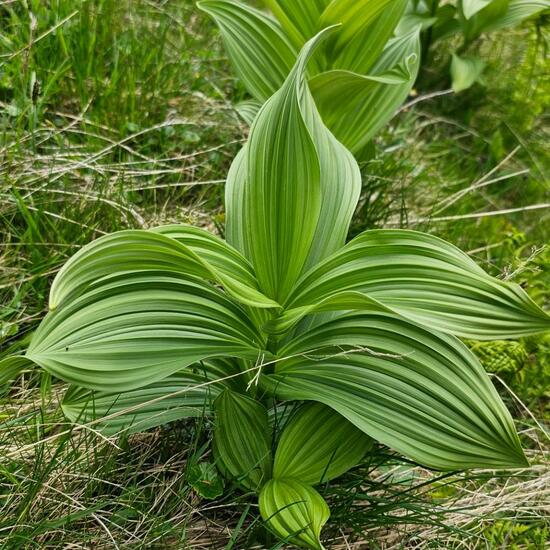 another species: Plant in habitat Alpine tundra in the NatureSpots App