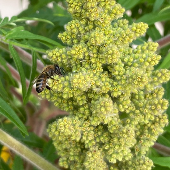 Rhus typhina: Plant in habitat City or Urban habitat in the NatureSpots App