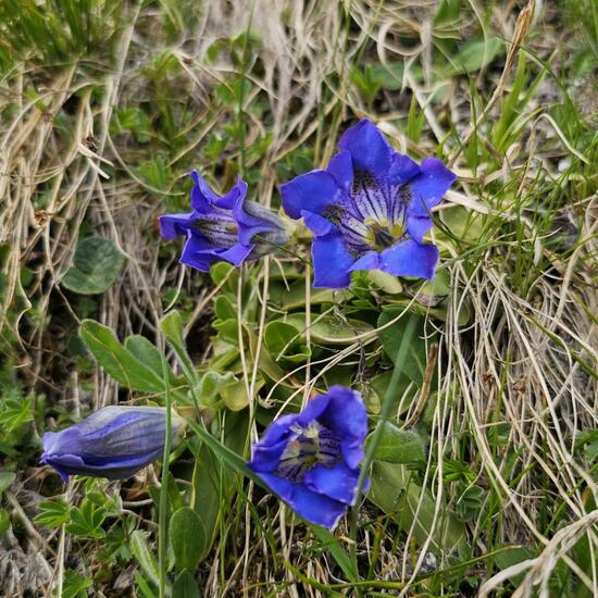 another species: Plant in habitat Alpine tundra in the NatureSpots App