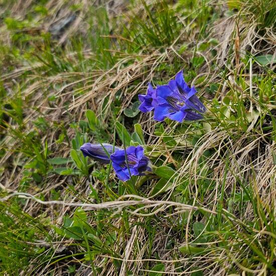 another species: Plant in habitat Alpine tundra in the NatureSpots App