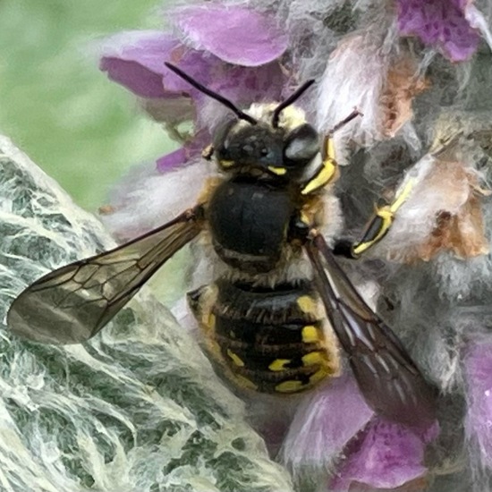 Stachys byzantina: Plant in habitat Garden in the NatureSpots App