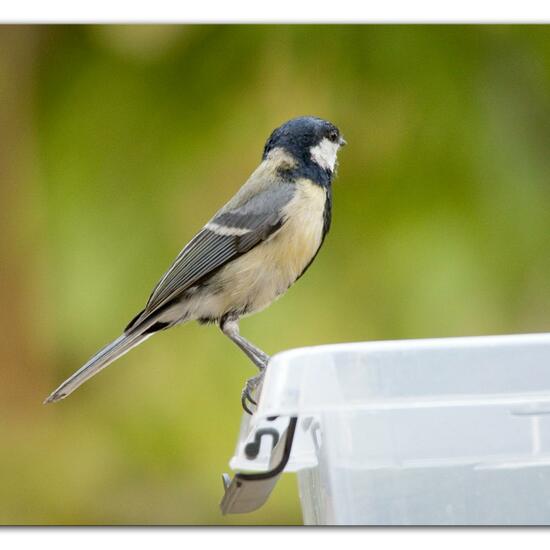 Great Tit: Animal in habitat Garden in the NatureSpots App