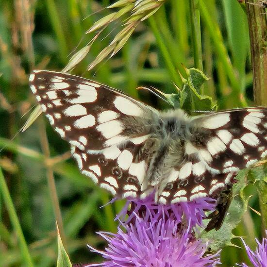 Melanargia galathea: Animal in habitat Natural Meadow in the NatureSpots App