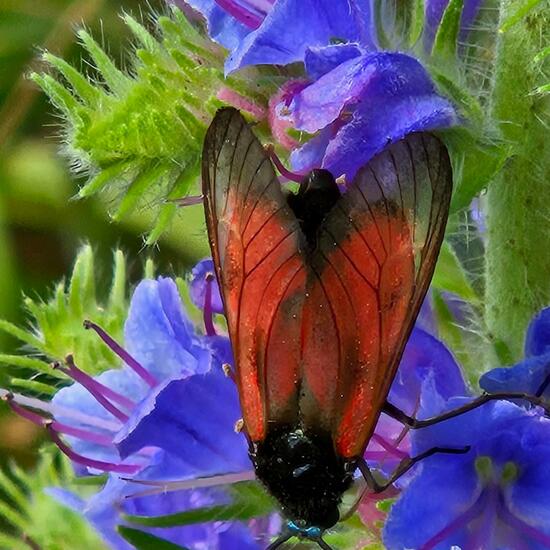 Zygaena purpuralis: Animal in habitat Grassland in the NatureSpots App