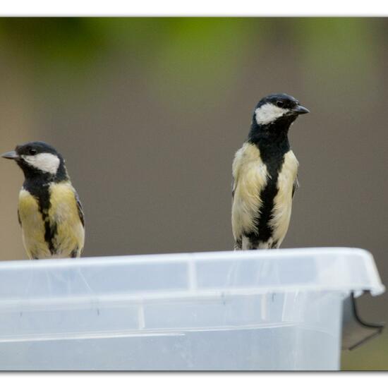 Great Tit: Animal in habitat Garden in the NatureSpots App