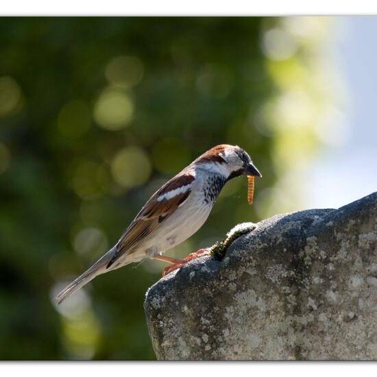 House Sparrow: Animal in habitat Garden in the NatureSpots App