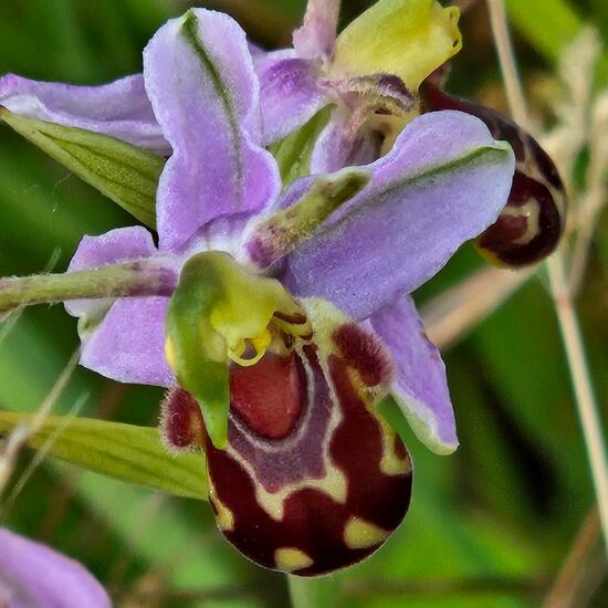 Ophrys apifera: Plant in habitat Grassland in the NatureSpots App