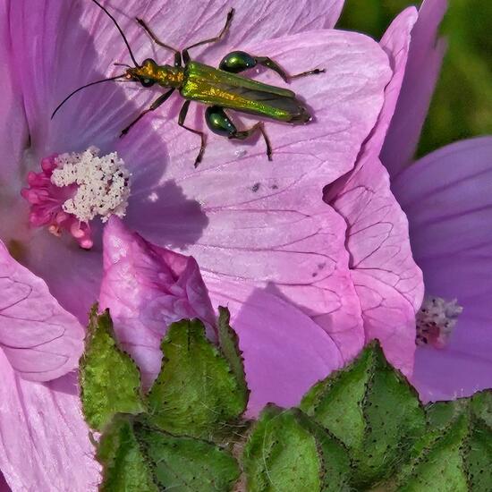 Oedemera nobilis: Animal in habitat Natural Meadow in the NatureSpots App