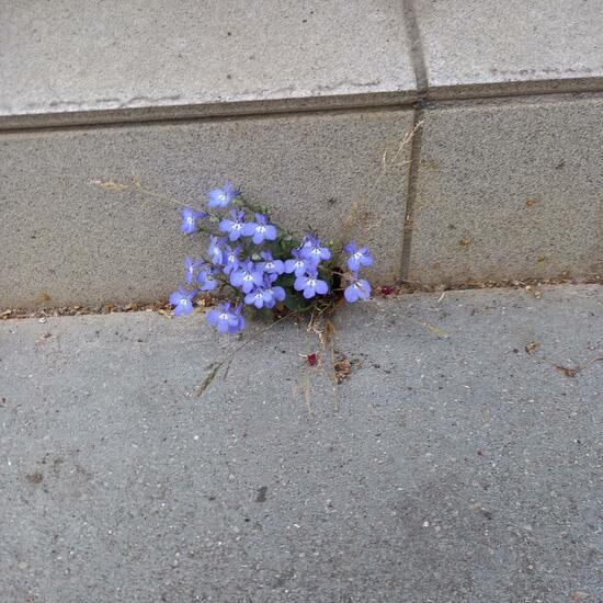 Lobelia erinus: Plant in habitat Sub-urbia in the NatureSpots App