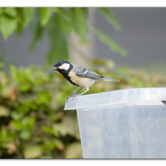 Great Tit: Animal in habitat Garden in the NatureSpots App