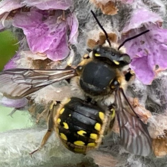 Anthidium manicatum: Animal in habitat Garden in the NatureSpots App