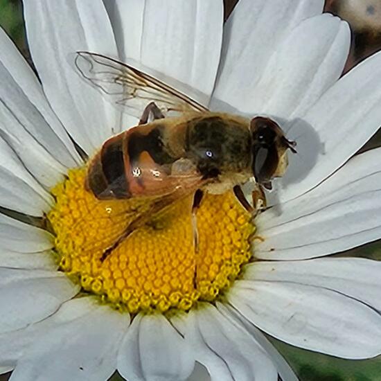 Eristalis tenax: Animal in habitat Grassland in the NatureSpots App