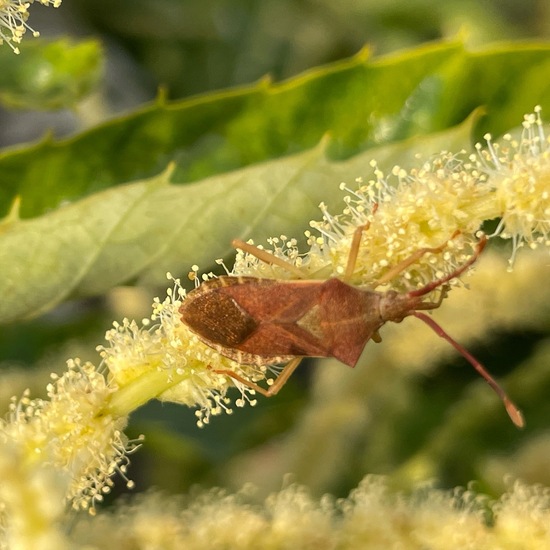 Castanea sativa: Plant in habitat Garden in the NatureSpots App