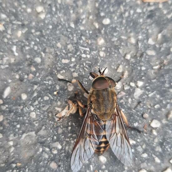 Dark giant horsefly: Animal in habitat City and Urban in the NatureSpots App