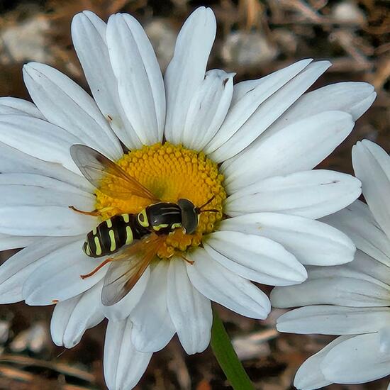 Chrysotoxum cautum: Animal in habitat Grassland in the NatureSpots App