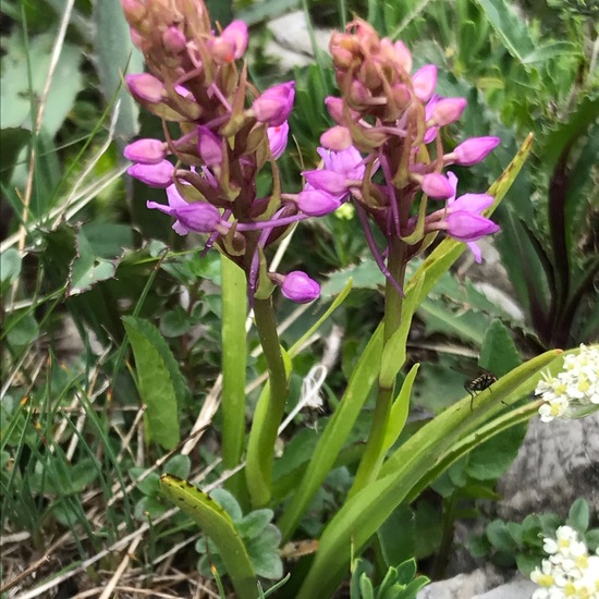 Gymnadenia conopsea: Plant in habitat Mountain meadows in the NatureSpots App