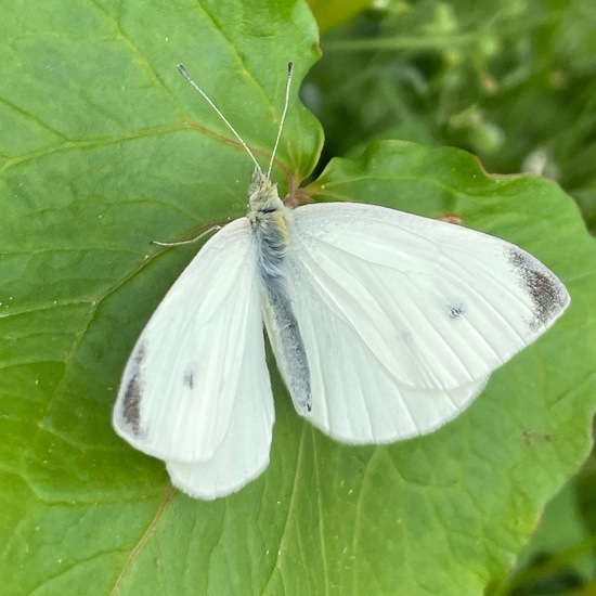 Pieris rapae: Animal in habitat Crop cultivation in the NatureSpots App