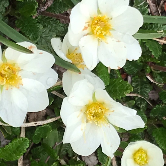 Dryas octopetala: Plant in habitat Rock areas in the NatureSpots App