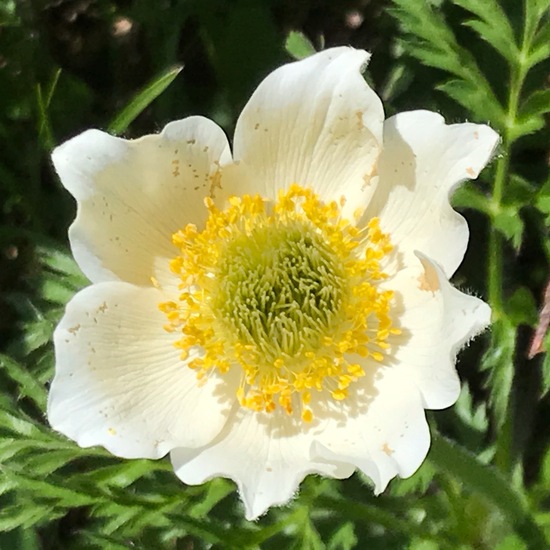 Pulsatilla grandis: Plant in habitat Mountain meadows in the NatureSpots App