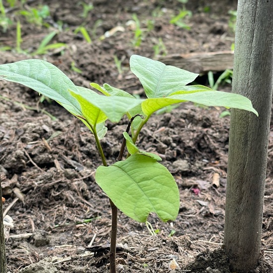 Asimina triloba: Plant in habitat Garden in the NatureSpots App